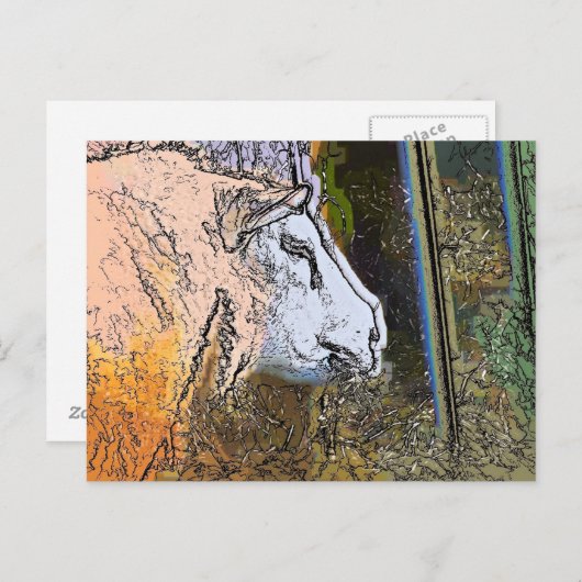 SCHAPEN BRIEFKAART (Voorkant / Achterkant)