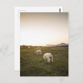 Schapen Briefkaart (Voorkant / Achterkant)