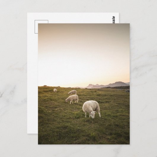 Schapen Briefkaart (Voorkant / Achterkant)