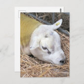 SCHAPEN BRIEFKAART (Voorkant / Achterkant)