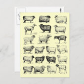  schapen briefkaart (Voorkant / Achterkant)