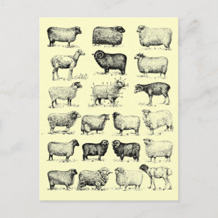 schapen briefkaart