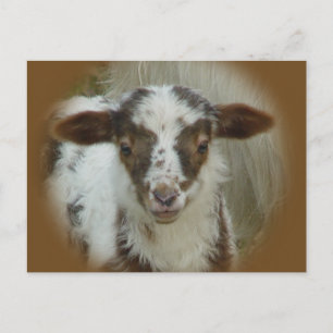 Schapen - bruine gepotte lammeren briefkaart