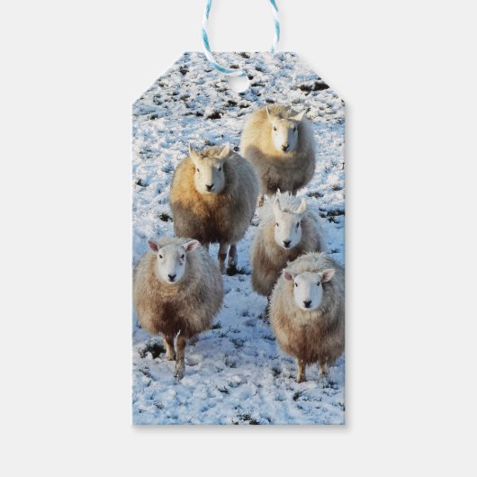 Schapen Cadeaulabel (Voorkant)