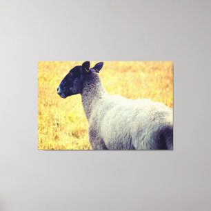 Schapen Canvas Afdruk