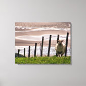 SCHAPEN CANVAS AFDRUK (Voorkant)