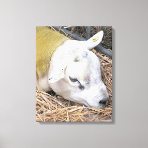 SCHAPEN CANVAS AFDRUK