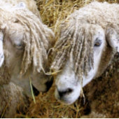 SCHAPEN DEURMAT