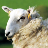 SCHAPEN DEURMAT
