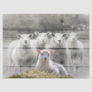 Schapen en Baby lammeren Tissuepapier