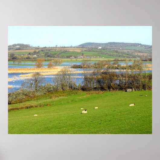 Schapen en het ondergelopen River Exe Poster (Voorkant)