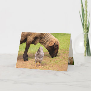 Schapen en kippen Geachte Vrienden van Birthday Kaart