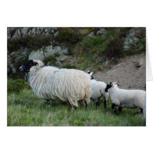 Schapen en lammeren in Northumberland England