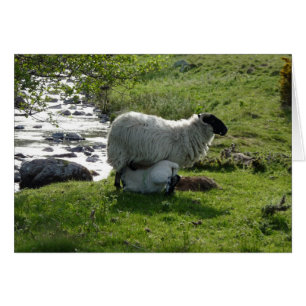 Schapen en lammeren in Northumberland England