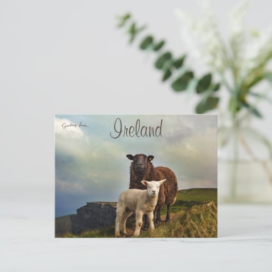 Schapen en lammeren op de kliffen van Moeder Ierla Briefkaart (Staand voorkant)