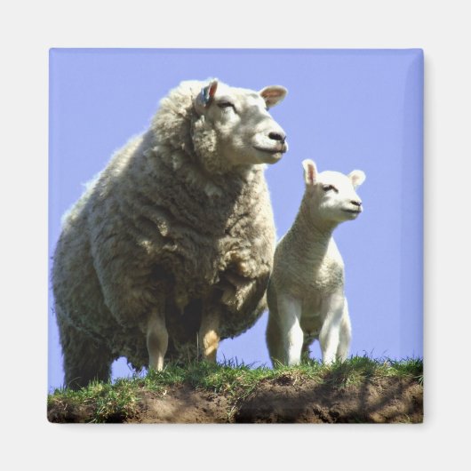 Schapen- en lamsmakersnetten magneet (Voorkant)