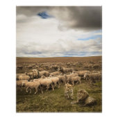 Schapen en leeuwen naast elkaar in harmonie perfect poster (Voorkant)