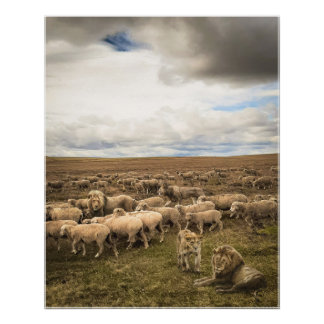 Schapen en leeuwen naast elkaar in harmonie perfect poster
