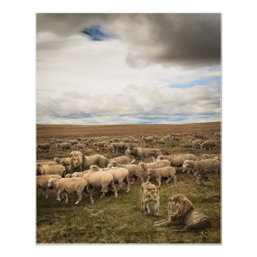 Schapen en leeuwen naast elkaar in harmonie perfect poster (Voorkant)