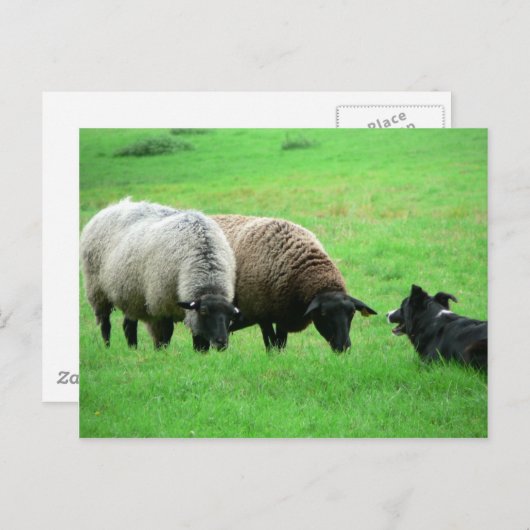 Schapen- en schapenhonden briefkaart (Voorkant / Achterkant)