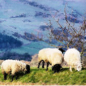 SCHAPEN ETIKET