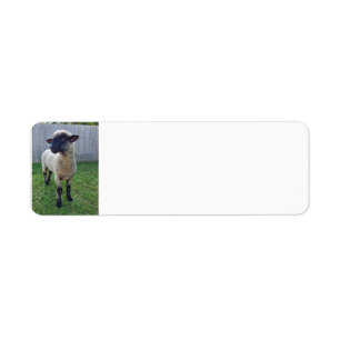 Schapen Etiket