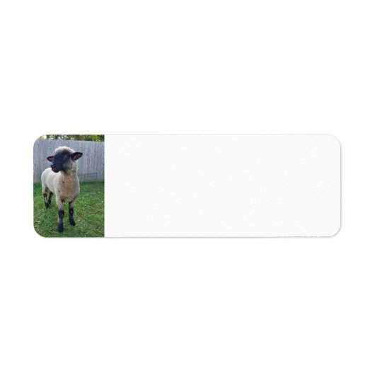 Schapen Etiket (Voorkant)