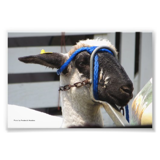 Schapen Foto Afdruk (Voorkant)
