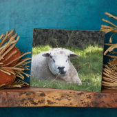 SCHAPEN FOTOPLAAT (Zijkant)