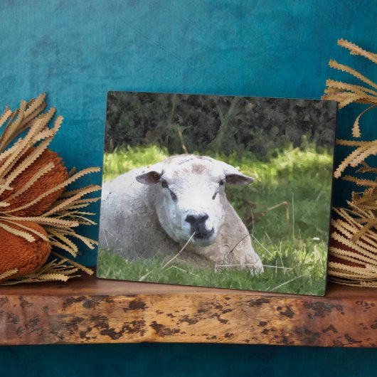 SCHAPEN FOTOPLAAT (Zijkant)