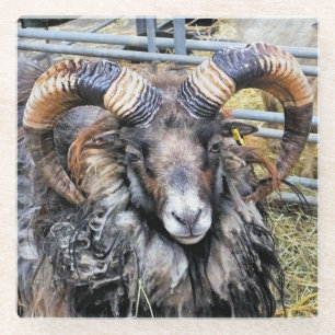 SCHAPEN GLAZEN ONDERZETTER