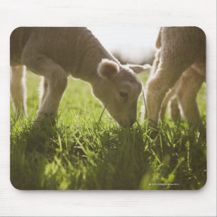 Schapen Grazen in gras Muismat