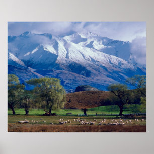 Schapen grazen onder de besneeuwde Harris Poster