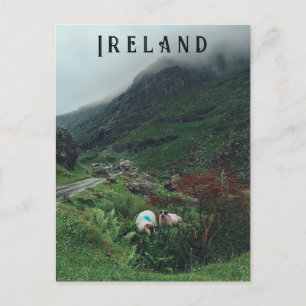 Schapen in de mist briefkaart