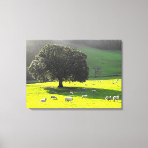 Schapen in de ochtendzon canvas afdruk