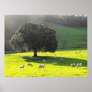 Schapen in de ochtendzon poster