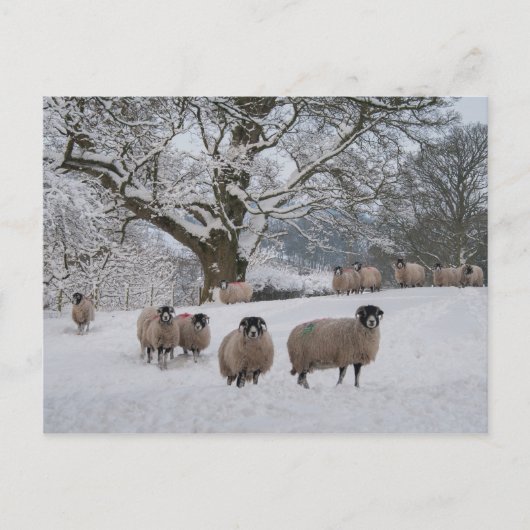 Schapen in de sneeuw briefkaart (Voorkant)