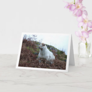 Schapen in de vallei van Cwm Llan Kaart