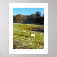 Schapen in de winter