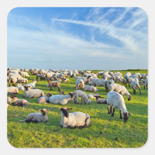 Schapen in het gras vierkante sticker (Voorkant)