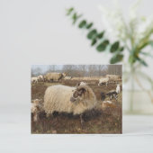 Schapen in het Heather veld Briefkaart (Staand voorkant)