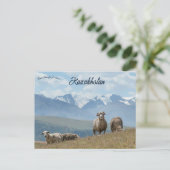 Schapen in het Kazachse Briefkaart (Staand voorkant)