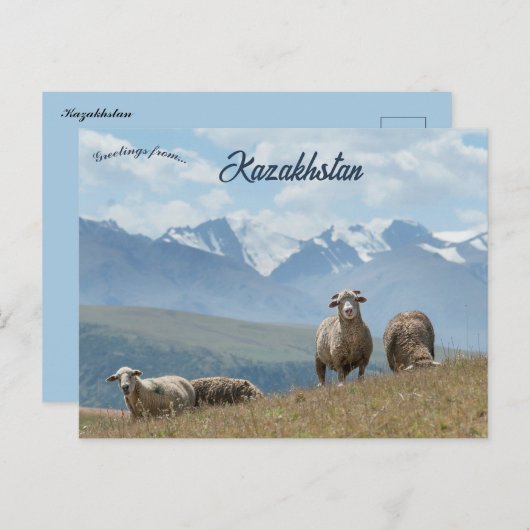 Schapen in het Kazachse Briefkaart (Voorkant / Achterkant)