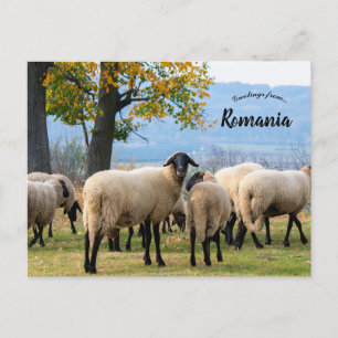 Schapen in het platteland van Roemenië Briefkaart
