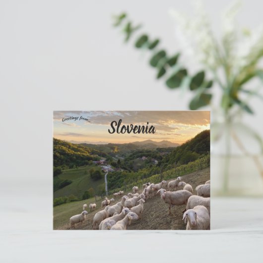 Schapen in Slovenië Briefkaart (Staand voorkant)