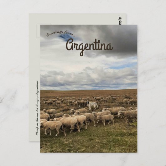 Schapen in Tierra del Fuego Argentinië Briefkaart (Voorkant / Achterkant)