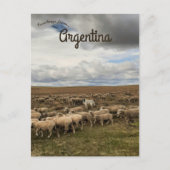 Schapen in Tierra del Fuego Argentinië Briefkaart (Voorkant)