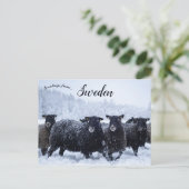 Schapen in Tyresta National Park Zweden Briefkaart (Staand voorkant)