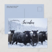 Schapen in Tyresta National Park Zweden Briefkaart (Voorkant / Achterkant)