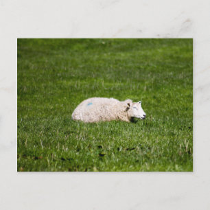 Schapen in Yorkshire Dales Briefkaart